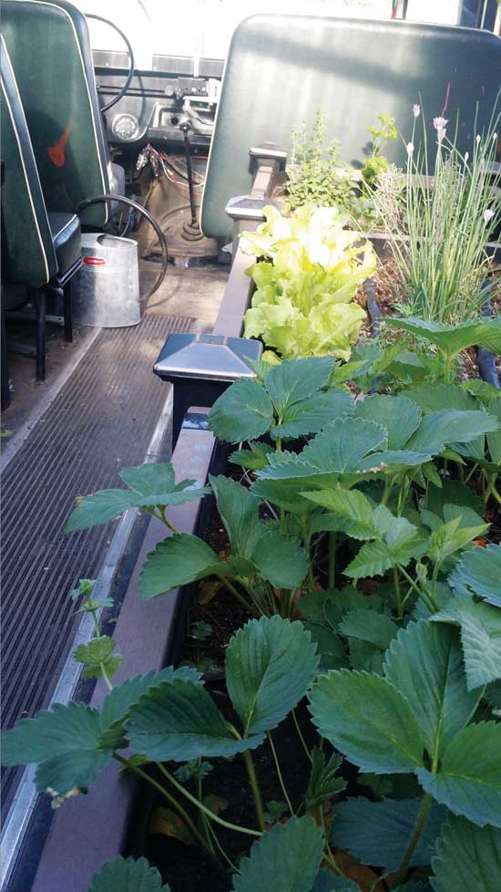 Growing Strawberries and the Beauty of Four Seasons in Kansas Grit